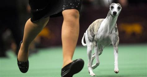 Whippet gets fast start at America’s top dog show